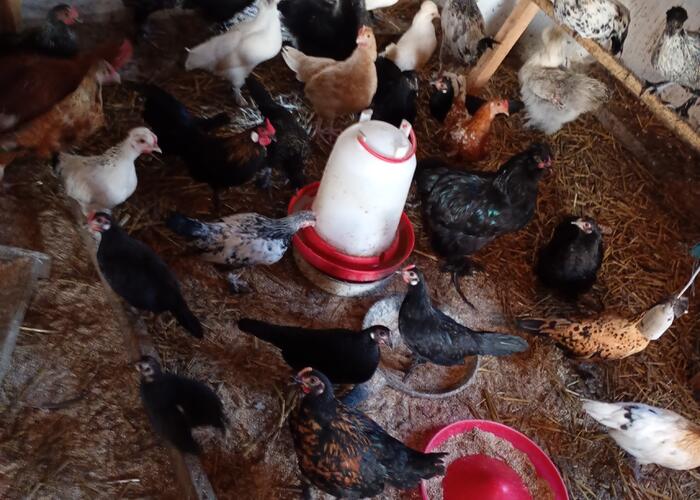 Grajewo ogłoszenia: Sprzedam kury ozdobne i rajskie z marca tego roku są takie rasy...